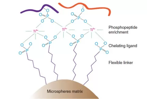 Figure 2. Ti-IMAC’s structure and mechanism of binding with phosphopeptide